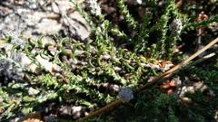 Phylica thunbergiana