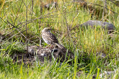 iNaturalist observation photo of Savannah Sparrow
