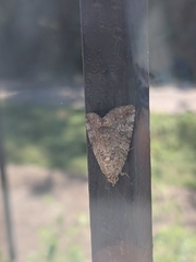 Eubolina impartialis