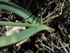 Allium subvillosum