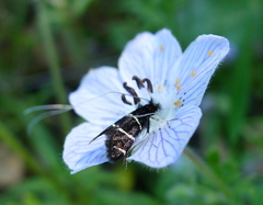 Adela trigrapha
