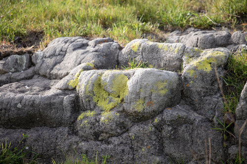 iNaturalist observation photo of Common Lichens