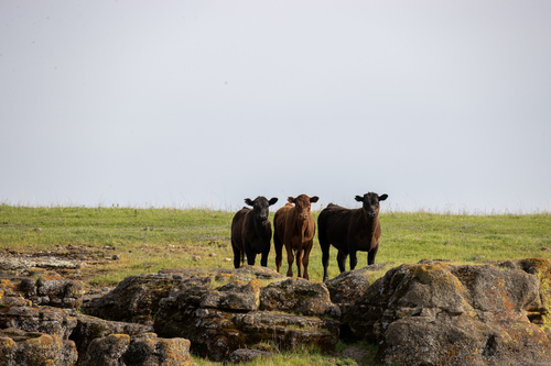 iNaturalist observation photo of Domestic Cattle