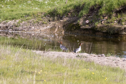 iNaturalist observation photo of Common Merganser