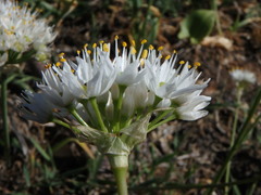 Allium subvillosum