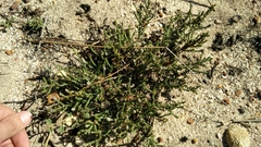 Phylica thunbergiana