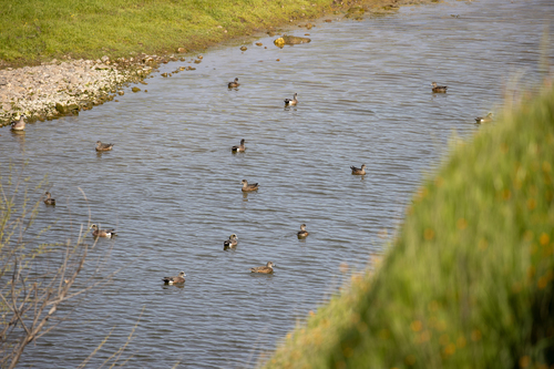 iNaturalist observation photo of American Wigeon