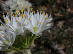 Allium subvillosum