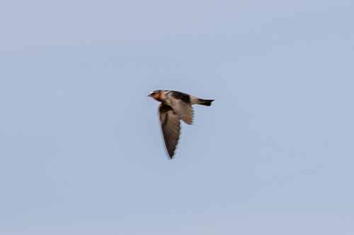 iNaturalist observation photo of Cliff Swallow