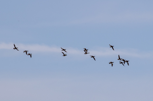 iNaturalist observation photo of American Wigeon
