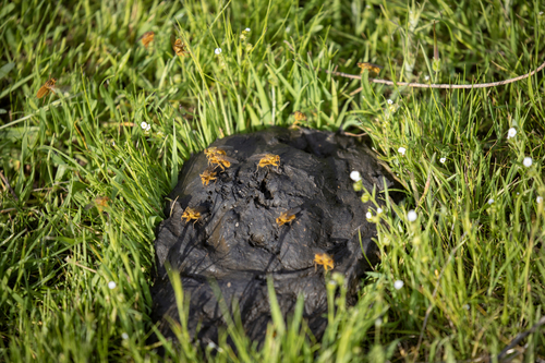 iNaturalist observation photo of Golden Dung Fly