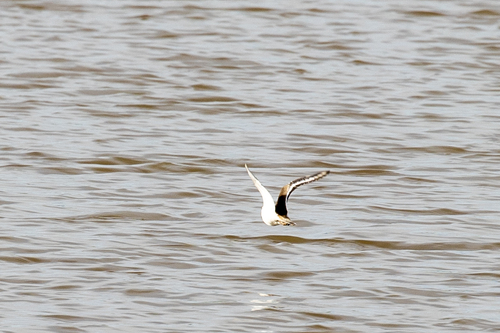 iNaturalist observation photo of Killdeer