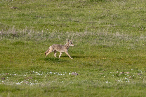 iNaturalist observation photo of Coyote