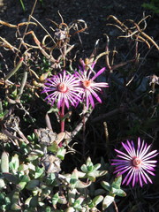 Lampranthus spiniformis