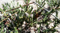 Phylica thunbergiana
