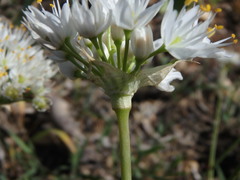 Allium subvillosum