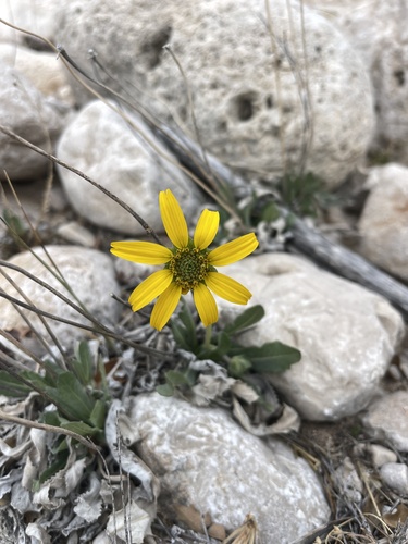 McVaugh’s greeneyes (Berlandiera macvaughii)