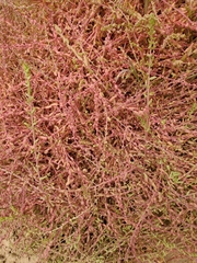 Aphanisma blitoides