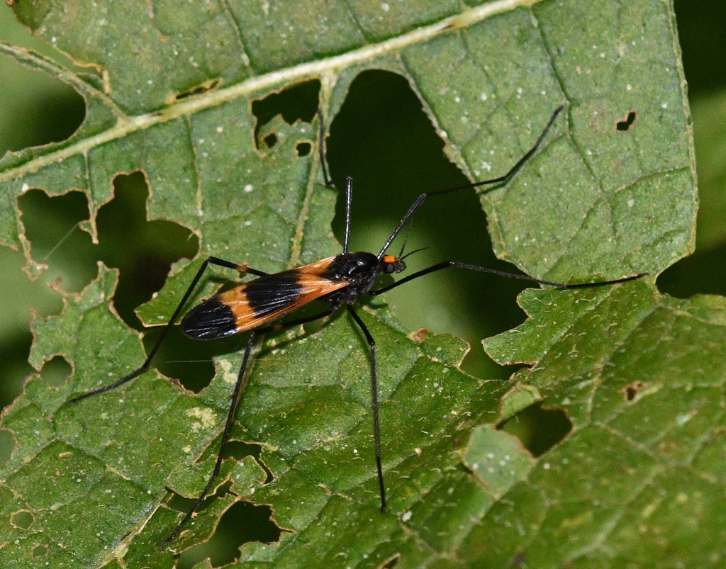 Hexatoma ferax