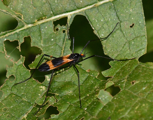 Hexatoma ferax