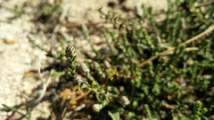 Phylica thunbergiana