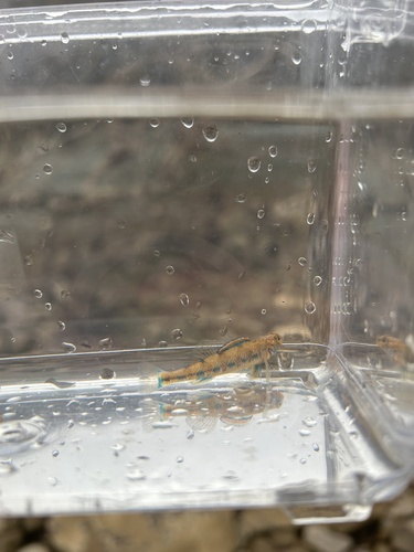 Warioto Darter