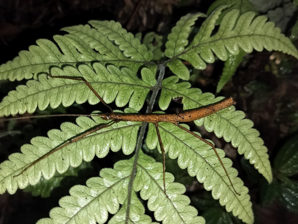 Adam Insect Stick Insects from Sri Pada / Adam's Peak, Sri Lanka on March 21, 2024 ...