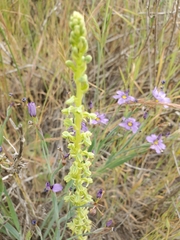 Platanthera cooperi