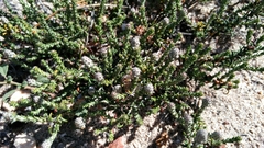 Phylica thunbergiana