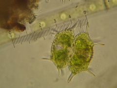 Xanthidium antilopaeum