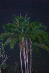 Peach Palm (Guilielma)