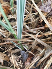 Phalaris arundinacea picta