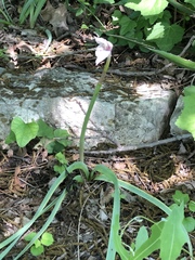 Zephyranthes drummondii
