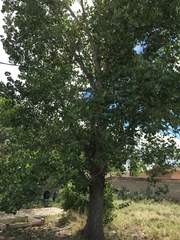 Populus deltoides wislizenii