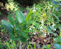 Epidendrum leucochilum