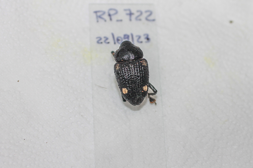 Homalinotus hystrix