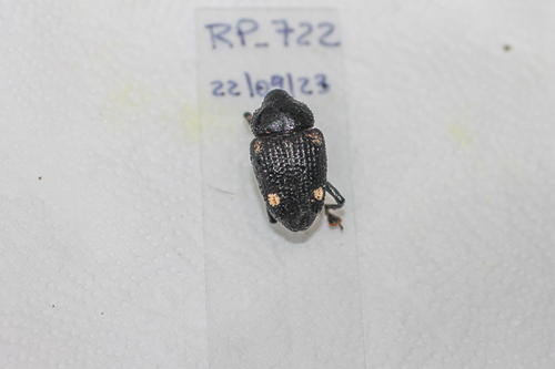 Homalinotus hystrix