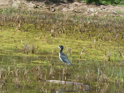 Himantopus mexicanus observed 2024-03-16