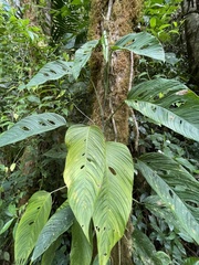 Monstera oreophila image