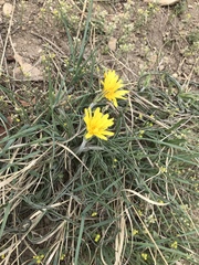 Nothocalais cuspidata