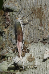 Pterodictya reticularis