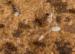 Platyarthrus hoffmannseggii