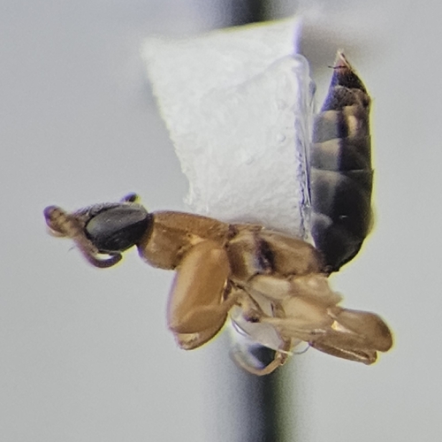 Sclerogibba rossi
