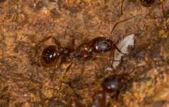 Aphaenogaster subterranea