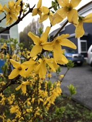 Forsythia