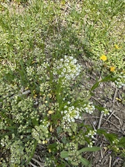 Noccaea perfoliata, photograph Julia Szilvas, CC BY, iNaturalist via GBIF