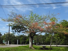 Ceiba lupuna
