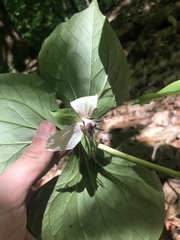 Trillium rugelii