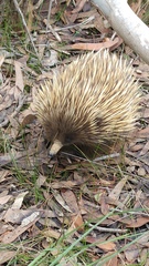 Tachyglossus aculeatus multiaculeatus
