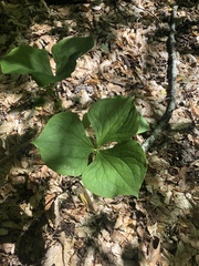 Trillium rugelii